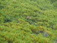 小蓮華山のチビ雷鳥