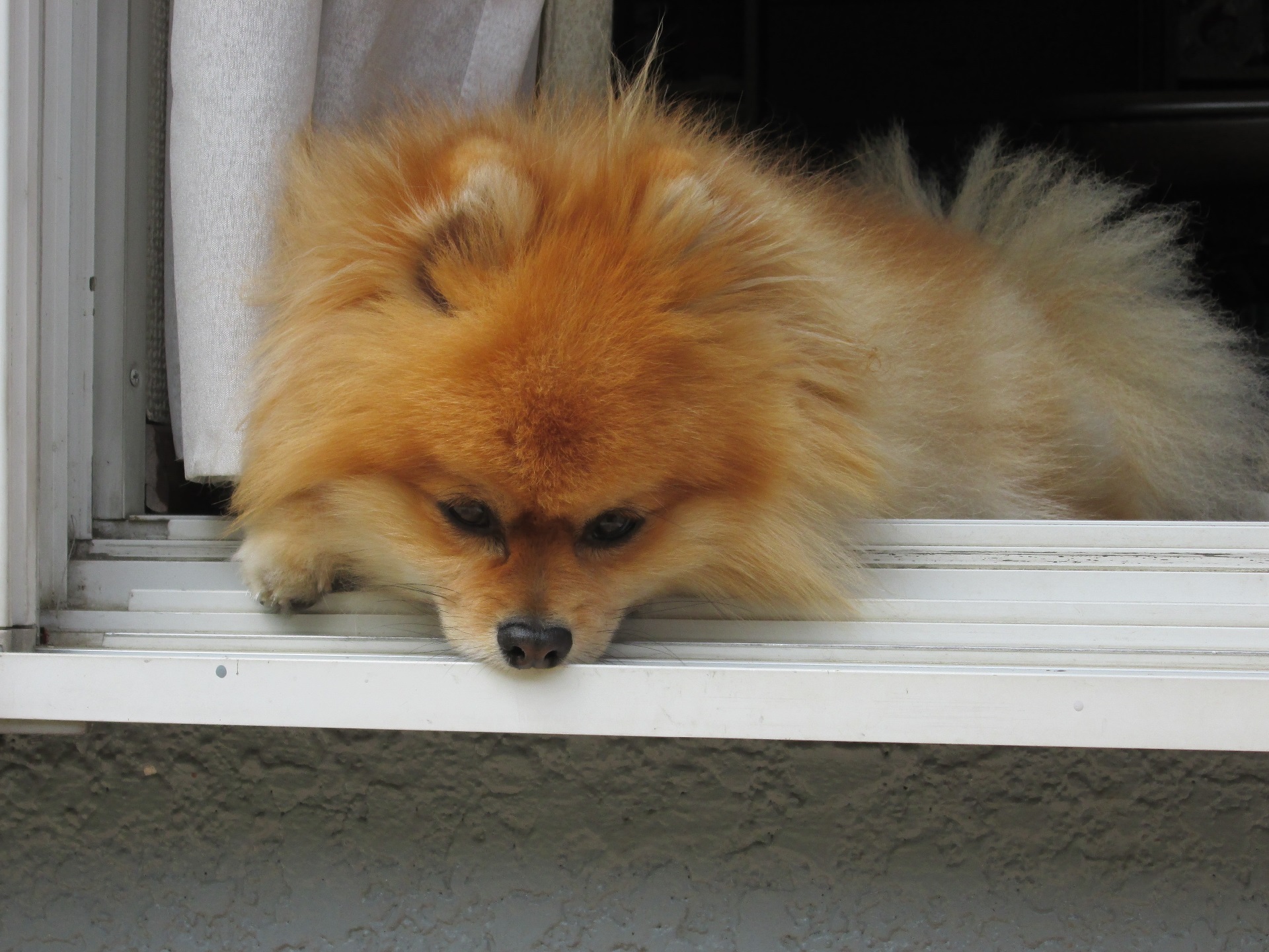 動物 犬 日向ぼっこ 壁紙19x1440 壁紙館