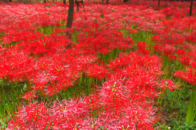 彼岸花