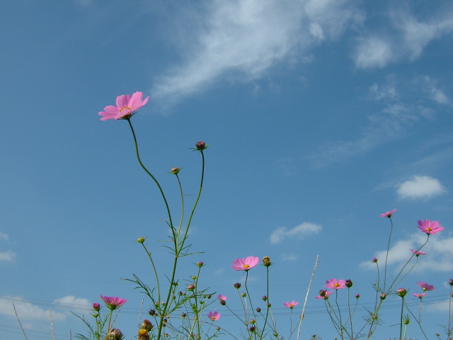 空とコスモス