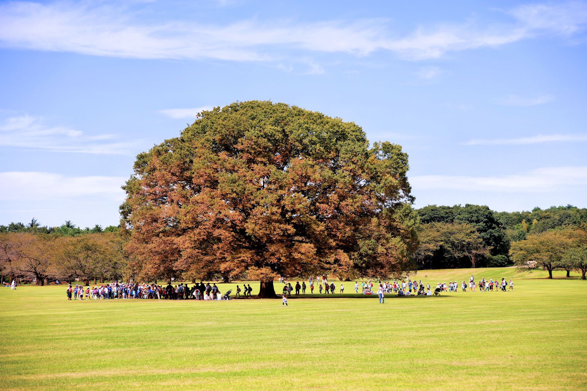 日本の風景 みんなの原っぱ 大ケヤキ 壁紙19x1279 壁紙館