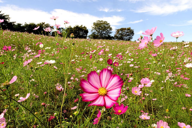 花の丘のコスモス