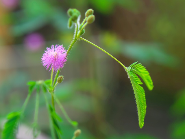 おじぎ草