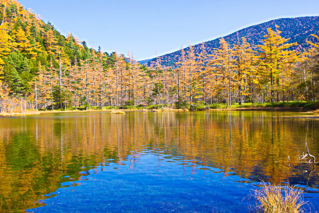 上高地・黄葉の明神池