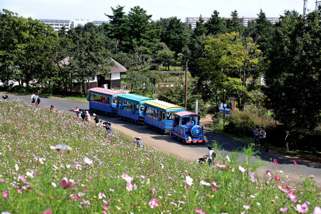 花の丘コスモスとパークトレイン