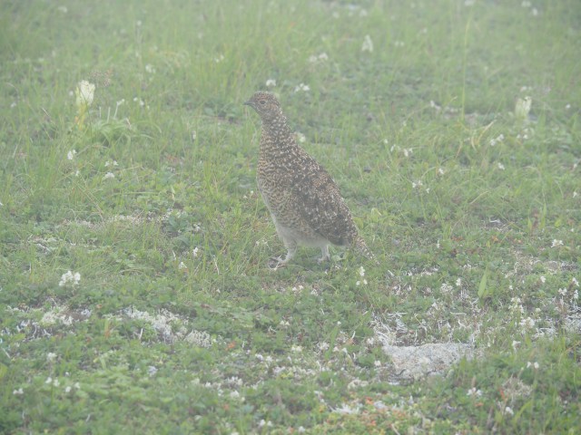 小蓮華山のチビ雷鳥