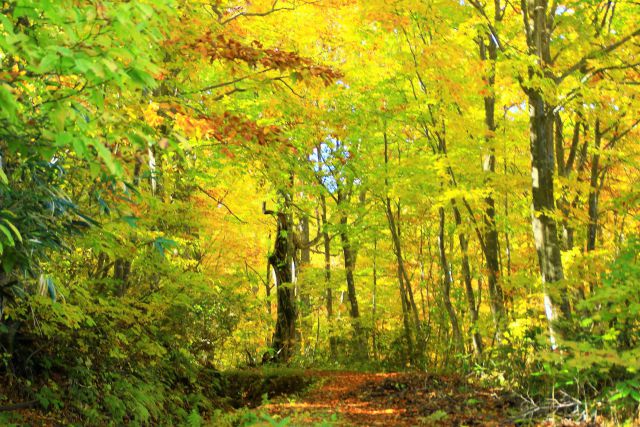 黄葉の山道