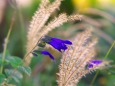 散歩道の花たち