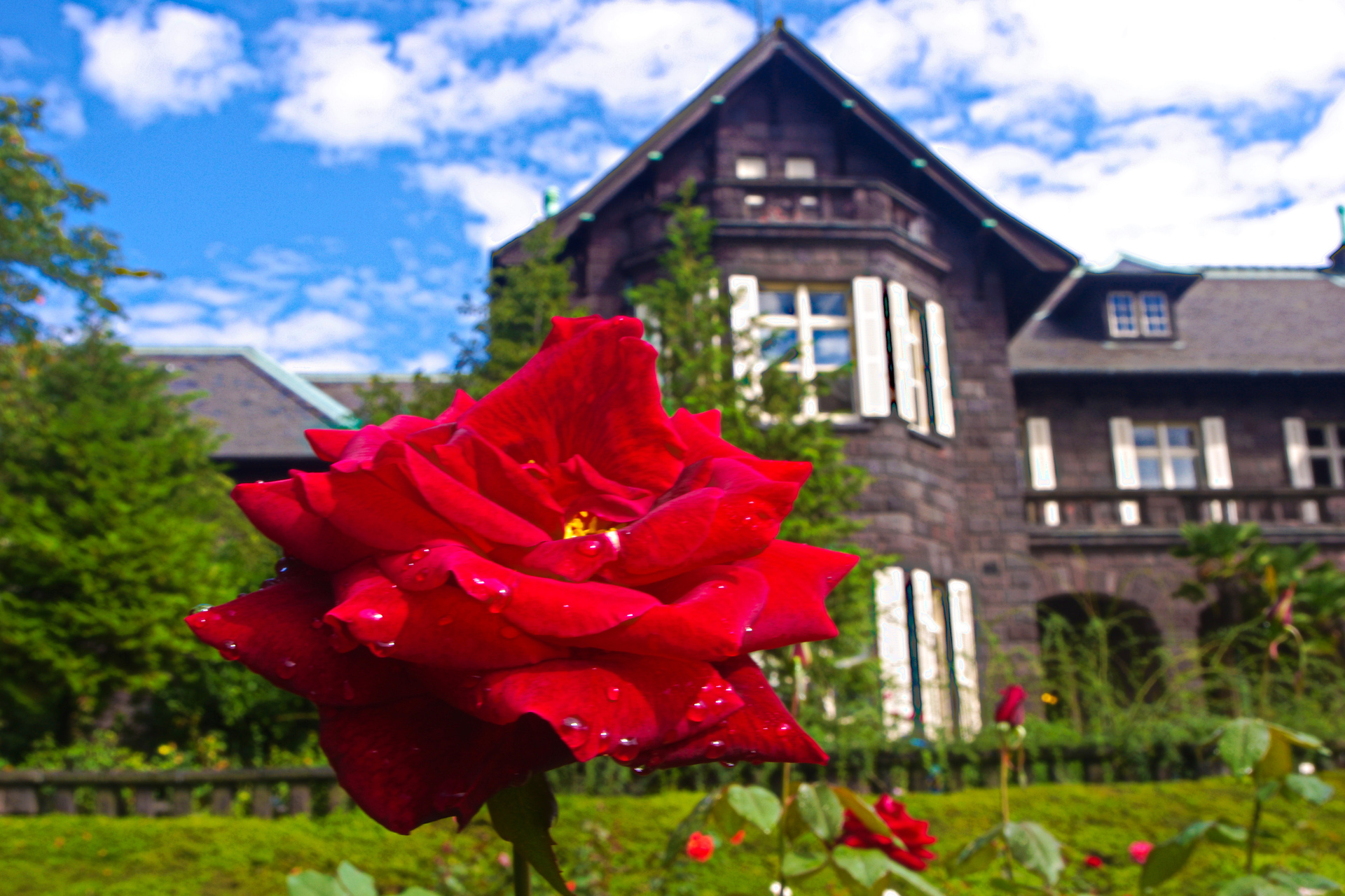 花 植物 薔薇と洋館 壁紙19x1280 壁紙館