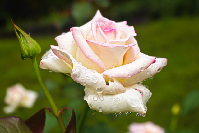 雨上がりの薔薇・初恋