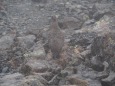 槍ヶ岳の雄雷鳥