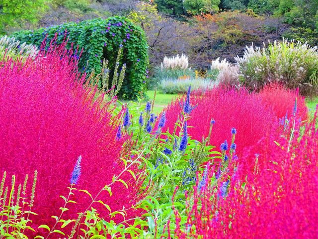 コキアのある花風景