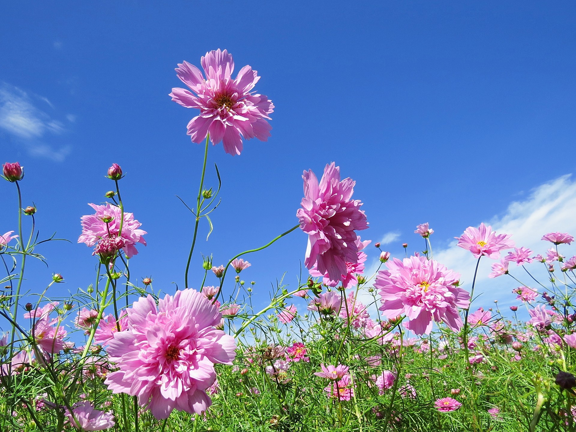 花 植物 コスモス Dc ローズボンボン 壁紙1920x1440 壁紙館