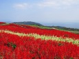 秋日和のサルビア(緋衣草)畑