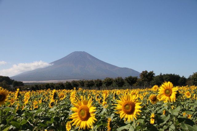 秋のひまわり&富士山