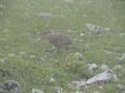 小蓮華山のチビ雷鳥