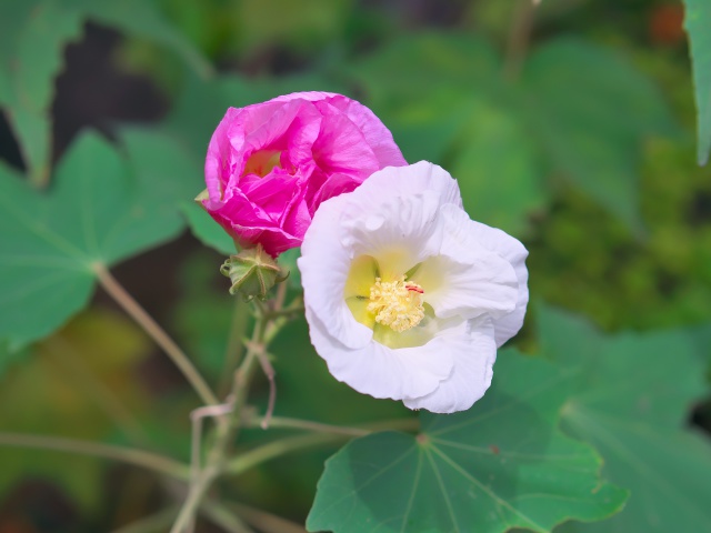 散歩道の花たち