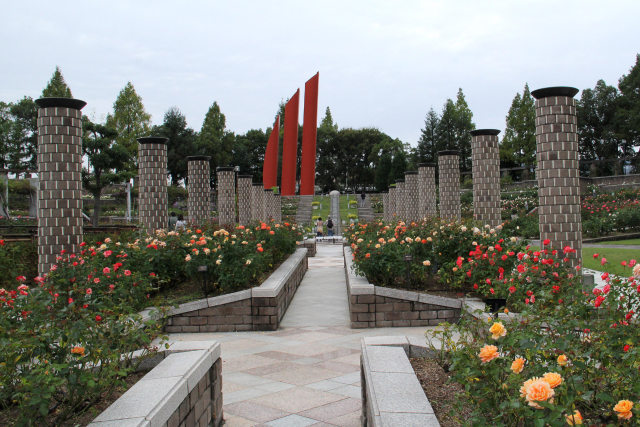 秋のバラ咲く荒牧バラ公園