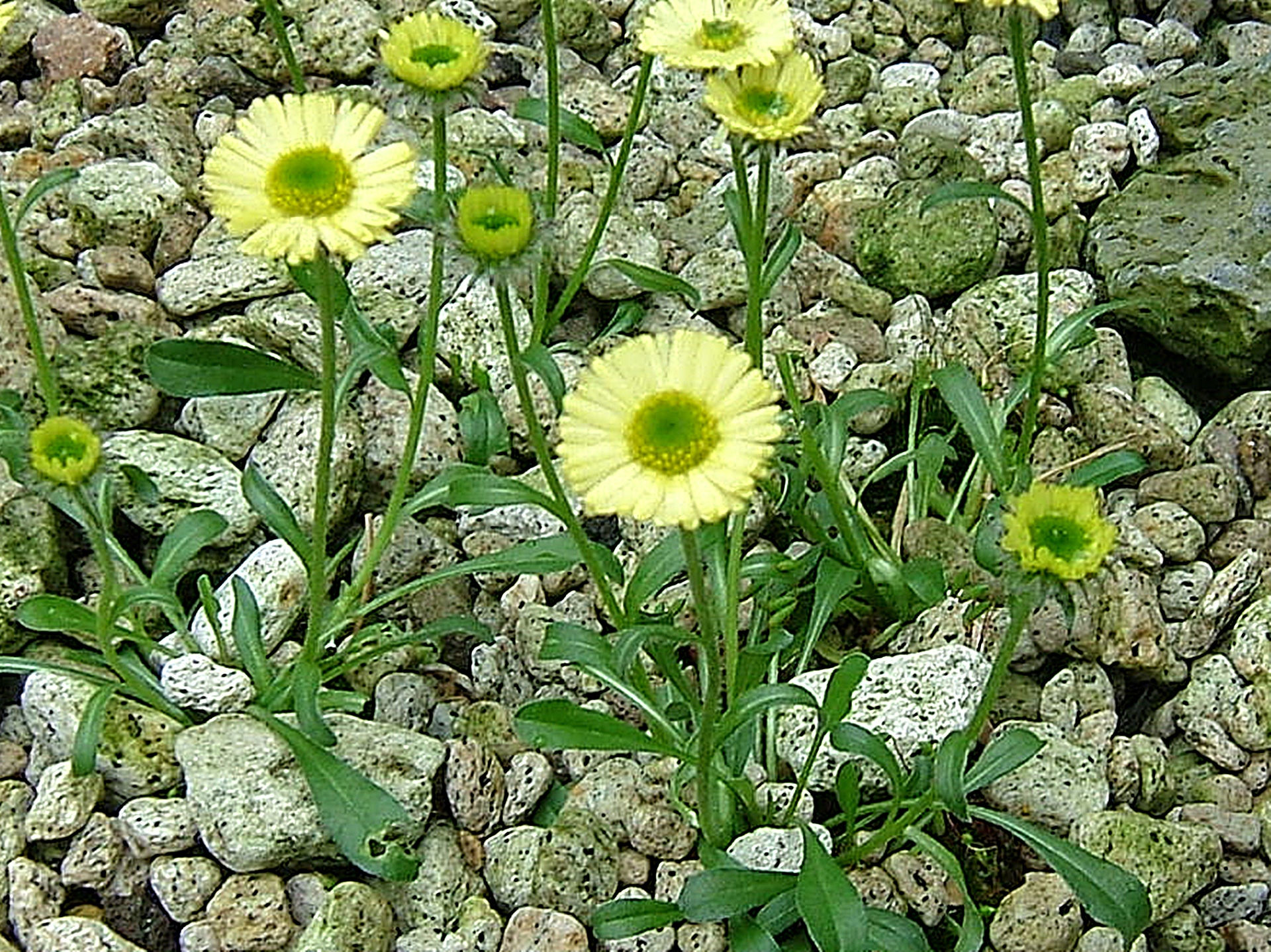 花 植物 エリゲロン アウレス 壁紙19x1439 壁紙館