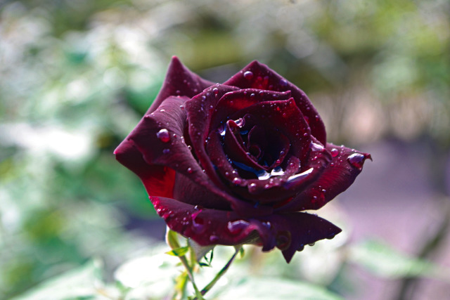 雨上がりの薔薇・黒真珠