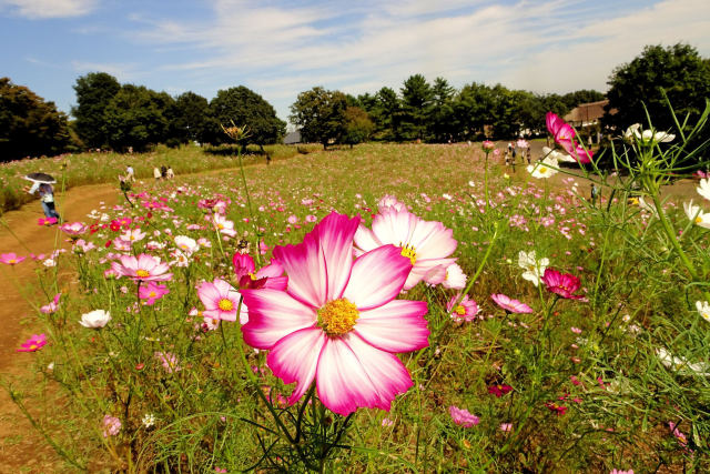 花の丘のコスモス