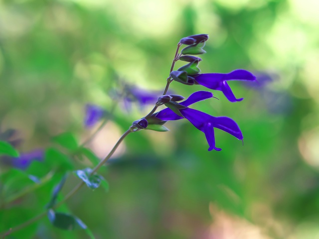 散歩道の花たち