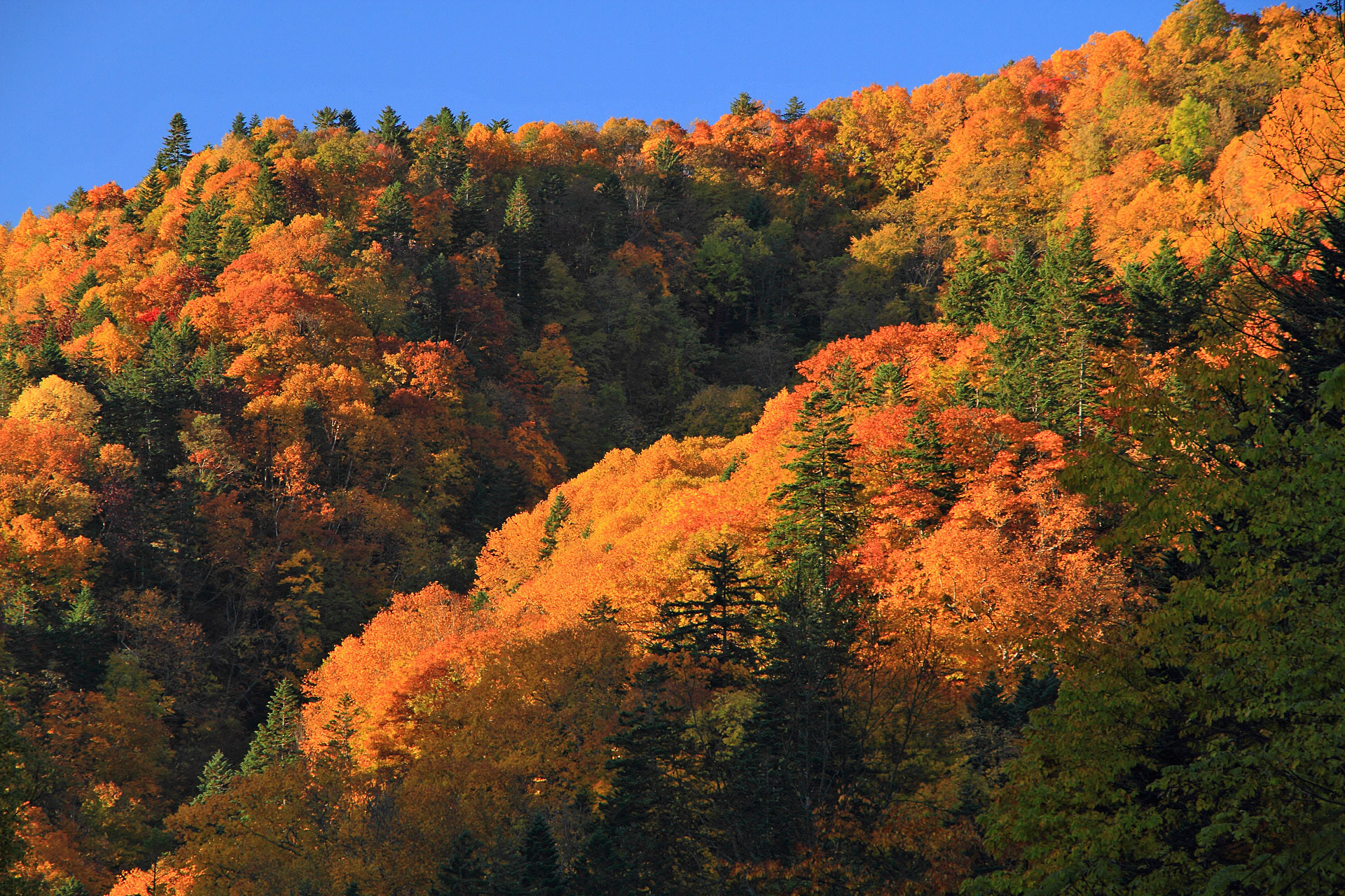 日本の風景 朝の紅葉 中山峠 2 壁紙19x1280 壁紙館