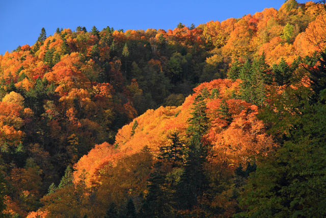 朝の紅葉～中山峠 2