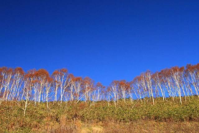 朝の紅葉～中山峠 5