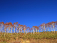 朝の紅葉～中山峠 5