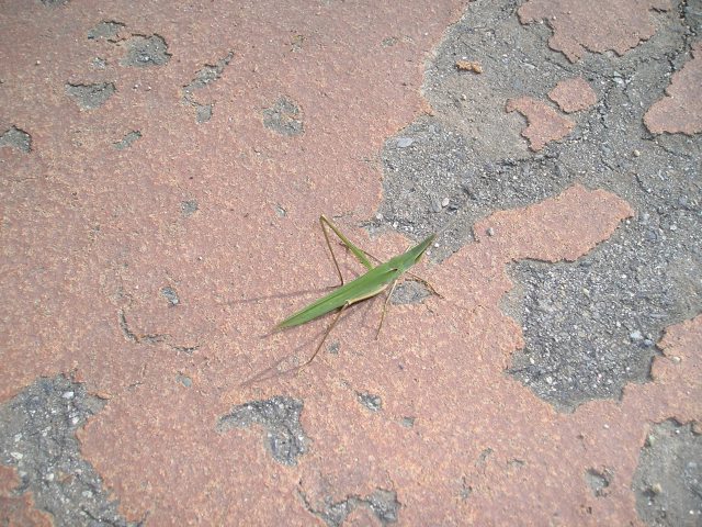 沼御前の使者 精霊飛蝗