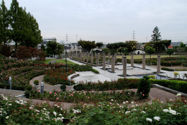 秋のバラ咲く荒牧バラ公園