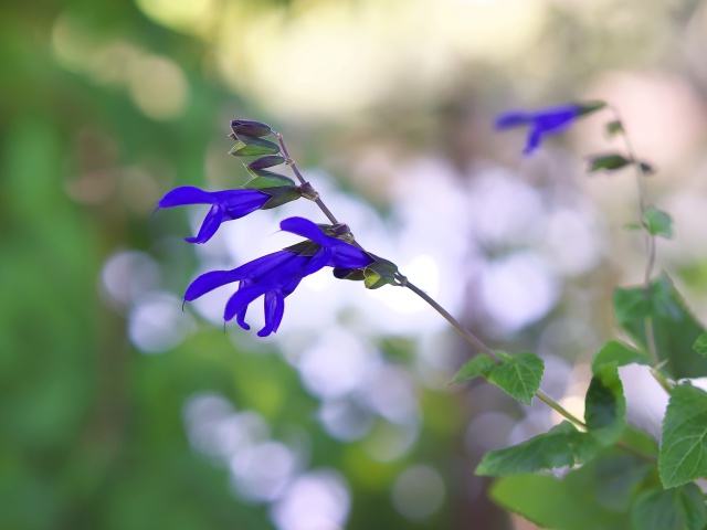 散歩道の花たち