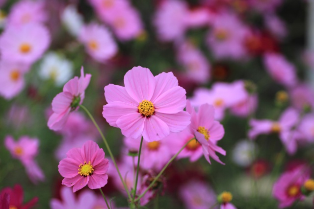 コスモスの花