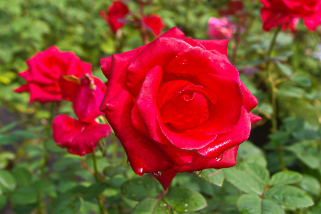 雨上がりの薔薇・ カーディナル