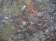 槍ヶ岳の雄雷鳥