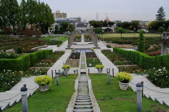 秋のバラ咲く荒牧バラ公園