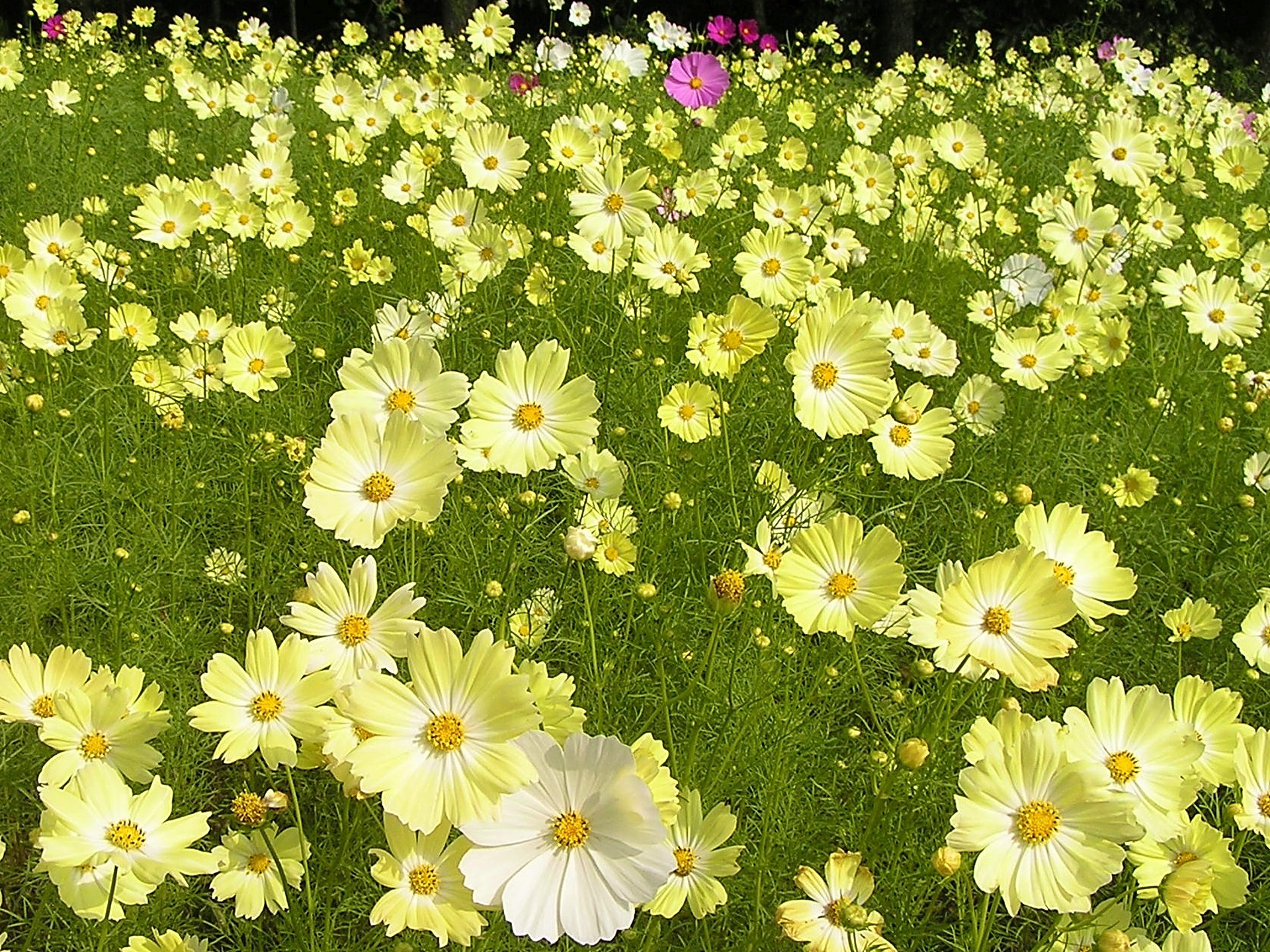 花 植物 コスモス イエローキャンパス 壁紙19x1440 壁紙館