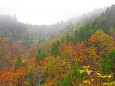 紅葉に霧の河合谷高原2