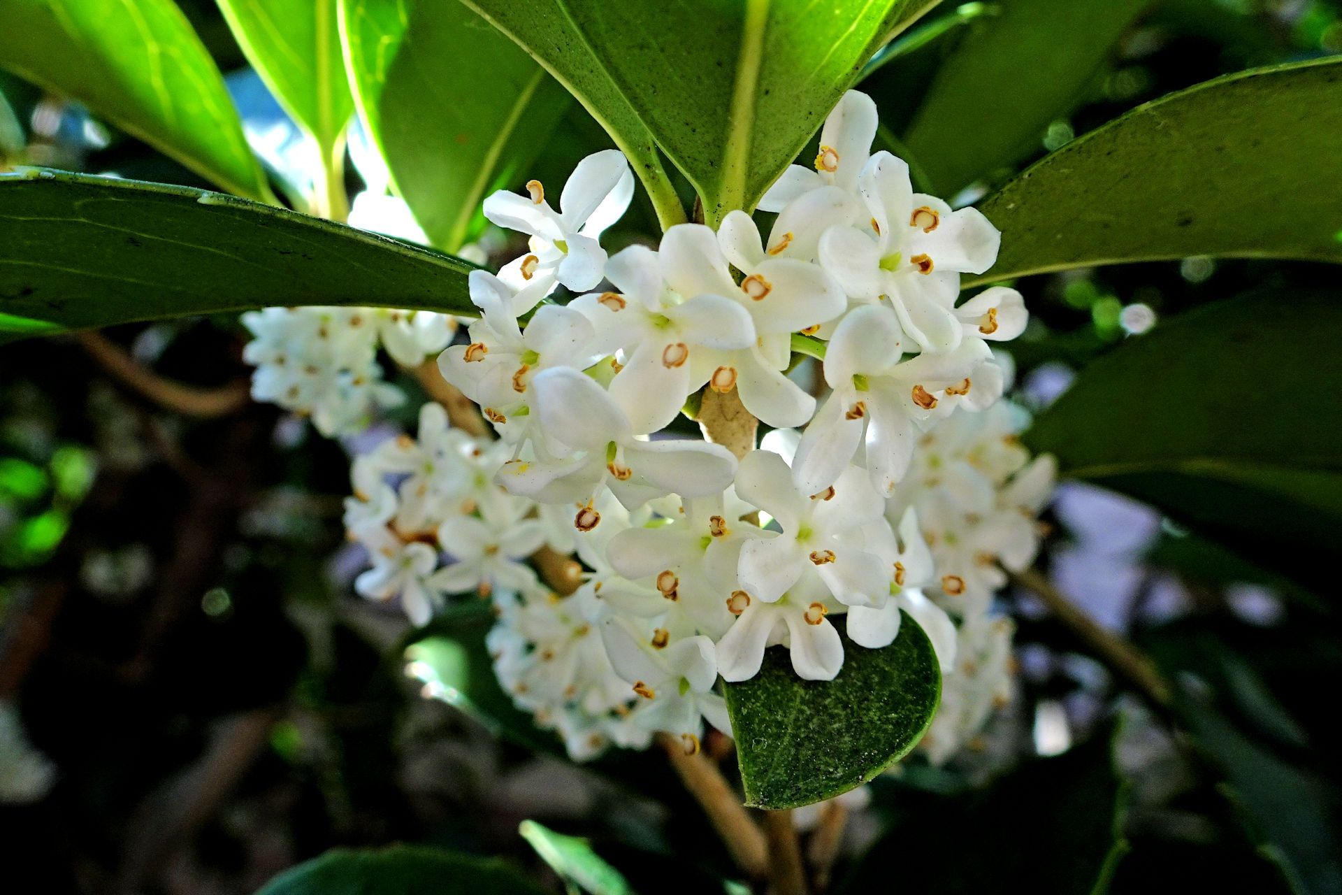 花 植物 セイヨウヒイラギ 壁紙1920x1280 壁紙館