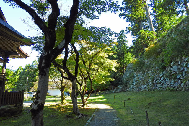 色付き始めた神社のカエデ