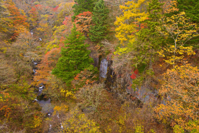 八ヶ岳・東沢渓谷の紅葉