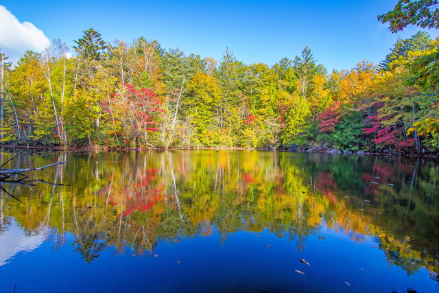 紅葉の杣ヶ池