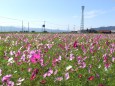 コスモスの風景