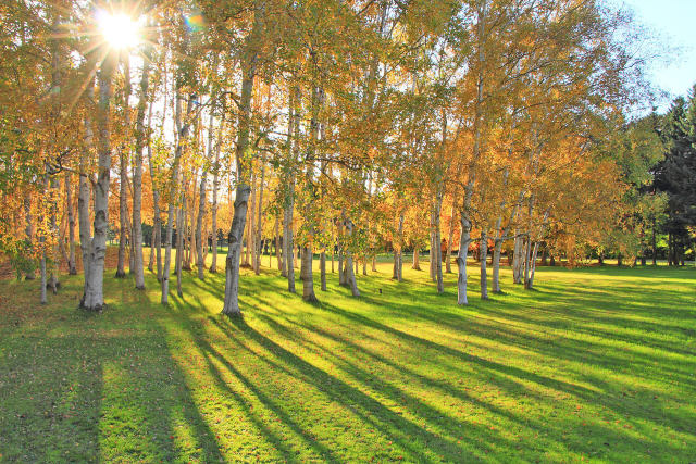 真駒内公園の紅葉3～輝く白樺林