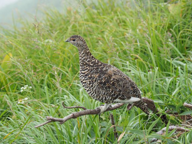 弓折岳のママ雷鳥