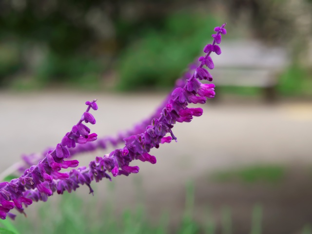 散歩道の花たち