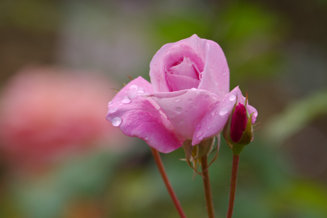 桜貝