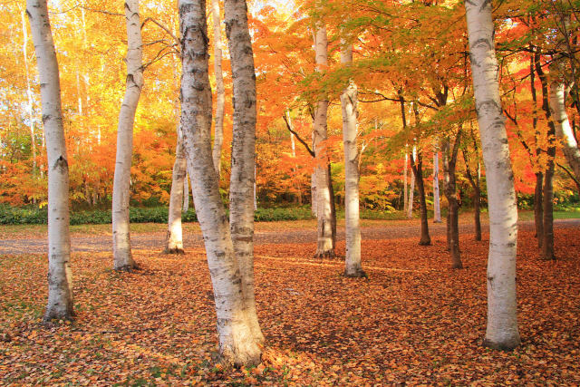 真駒内公園の紅葉6～秋色白樺林