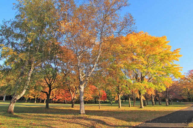 真駒内公園の紅葉7～秋燦々